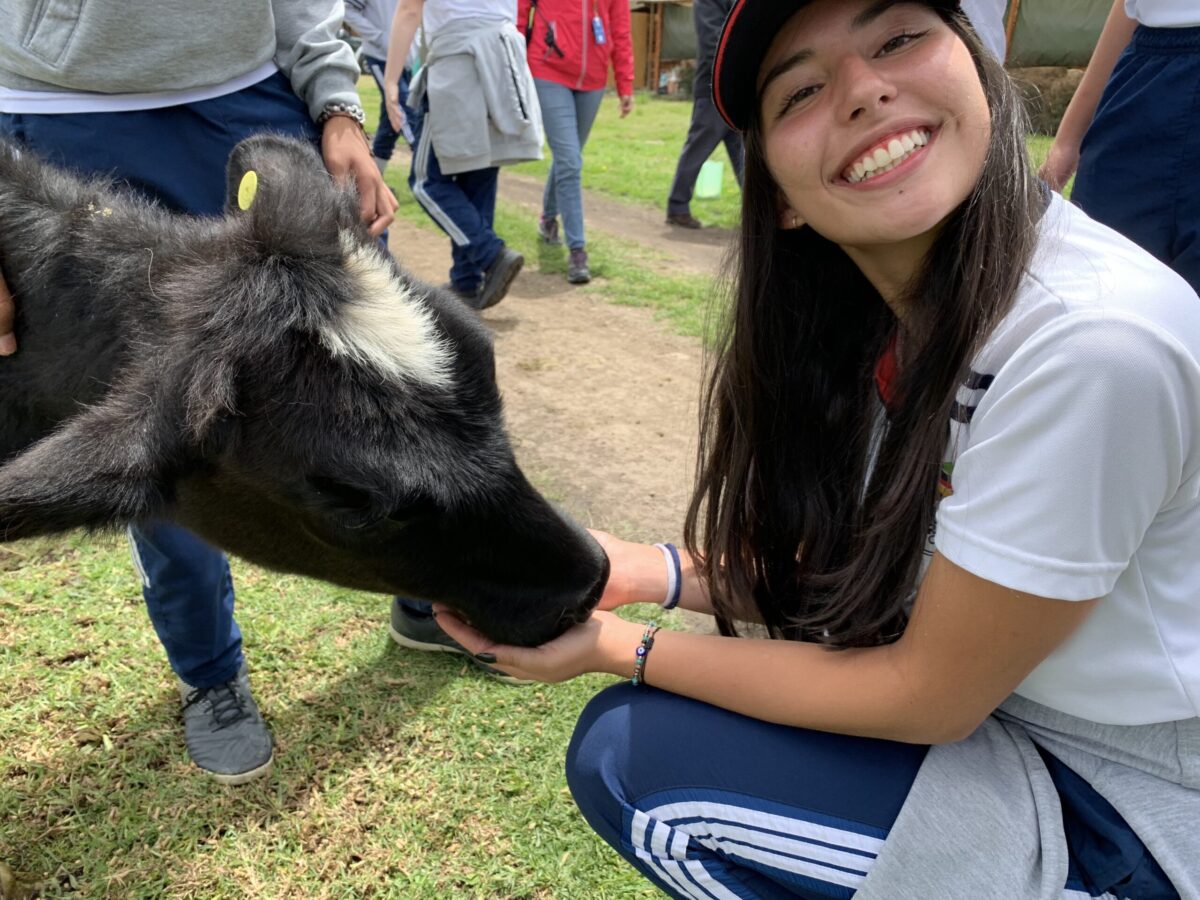 Estudiante del Colegio Calatrava junto a una vaca durante una salida pedagógica